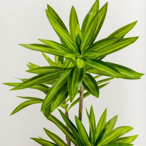 FATSIA ΔΕΝΤΡΟ ΤΕΧΝΗΤΟ ΣΕ ΓΛΑΣΤΡΑ 110cm ΥΦΑΣΜΑ ΠΡΑΣΙΝΟ PVC