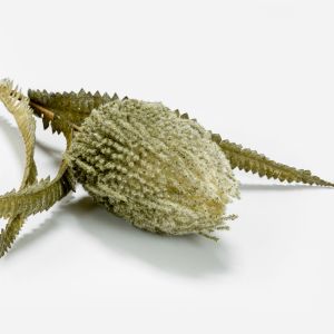 AROMA WISHPER ΛΟΥΛΟΥΔΙ ΤΕΧΝΗΤΟ 64cm FOAM ΠΡΑΣΙΝΟ ΠΡΑΣΙΝΟ PVC